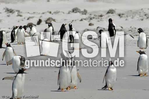 Eselspinguin (91 von 97).jpg